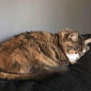 Meet your Posher, Elisha